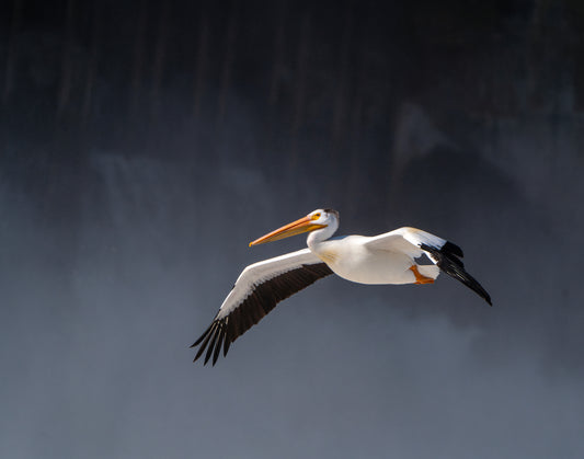 Lockport Pelican