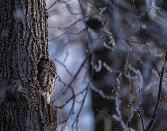 Frosty Screech Owl