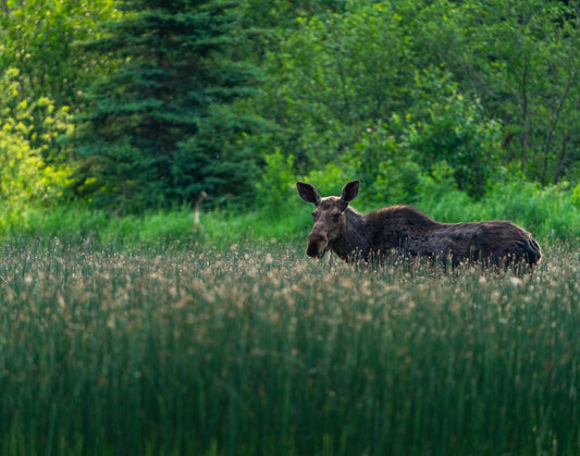 Moose in the Marsh