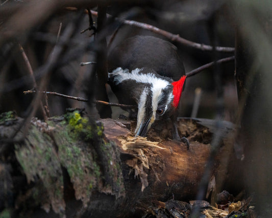 Moody Woodpecker
