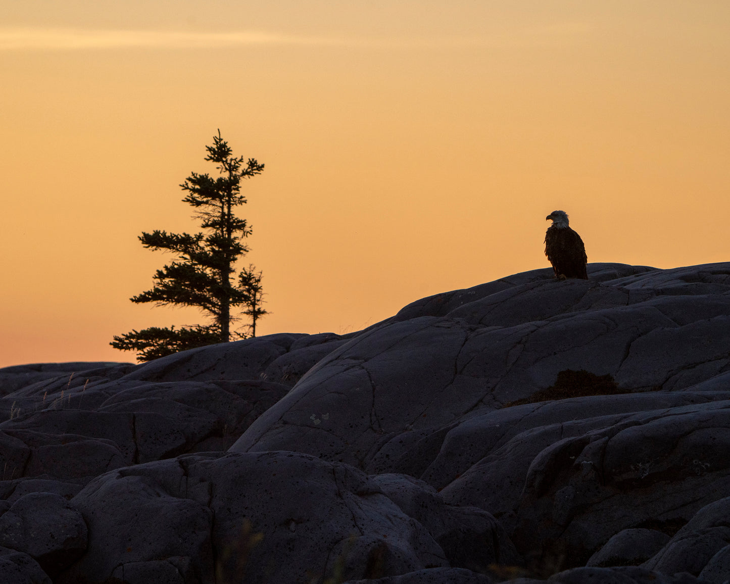 Bald Eagle at Sunset