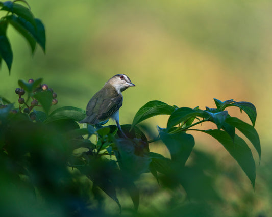 Curious Red-eyed Vireo