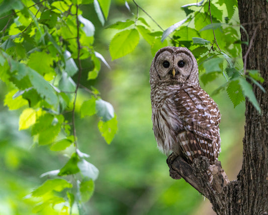 Early Evening Barred Owl