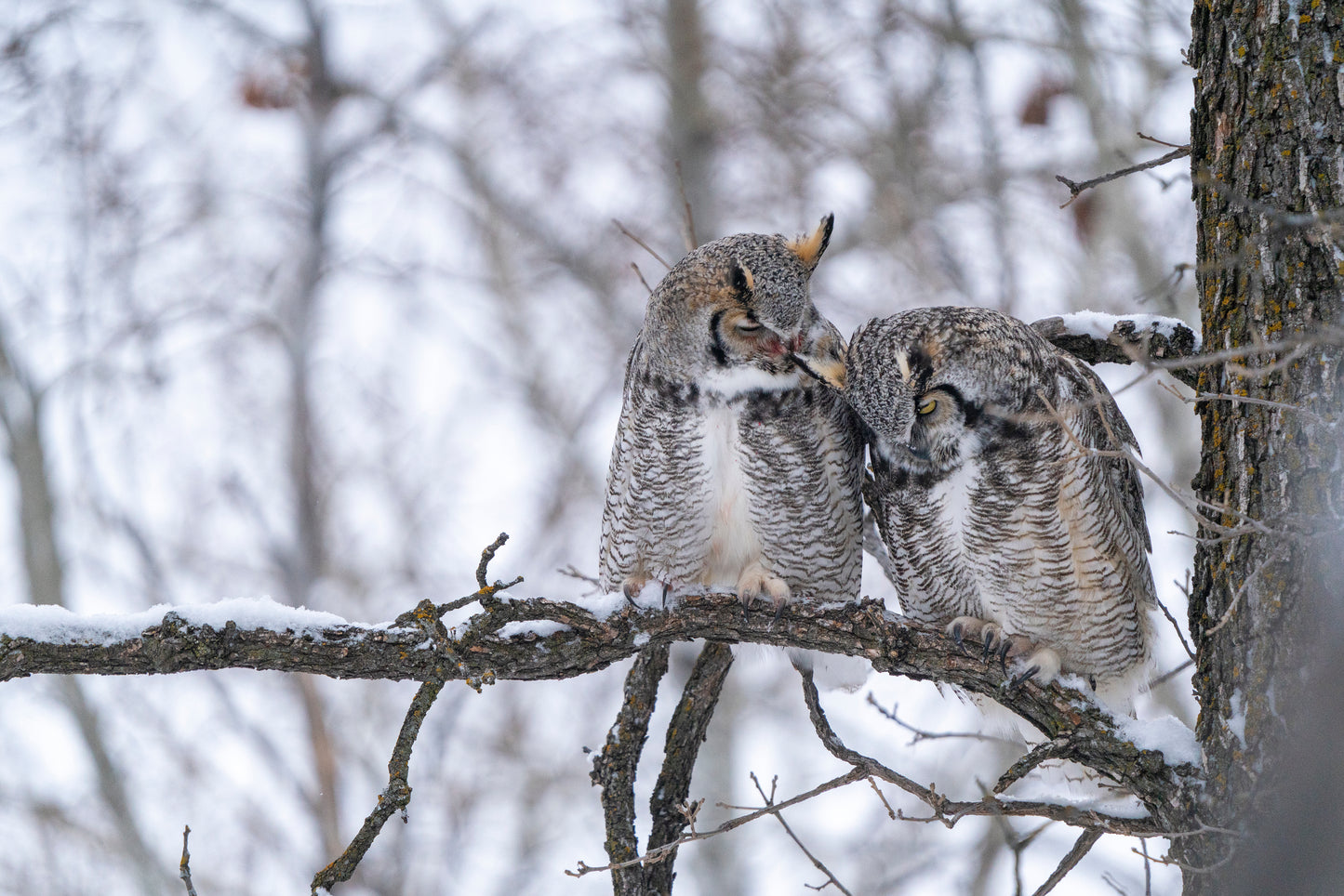 Courting Owls