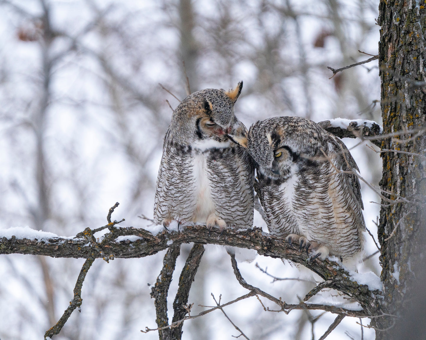 Courting Owls