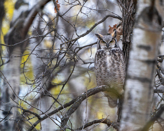 Great horned owl in the woods